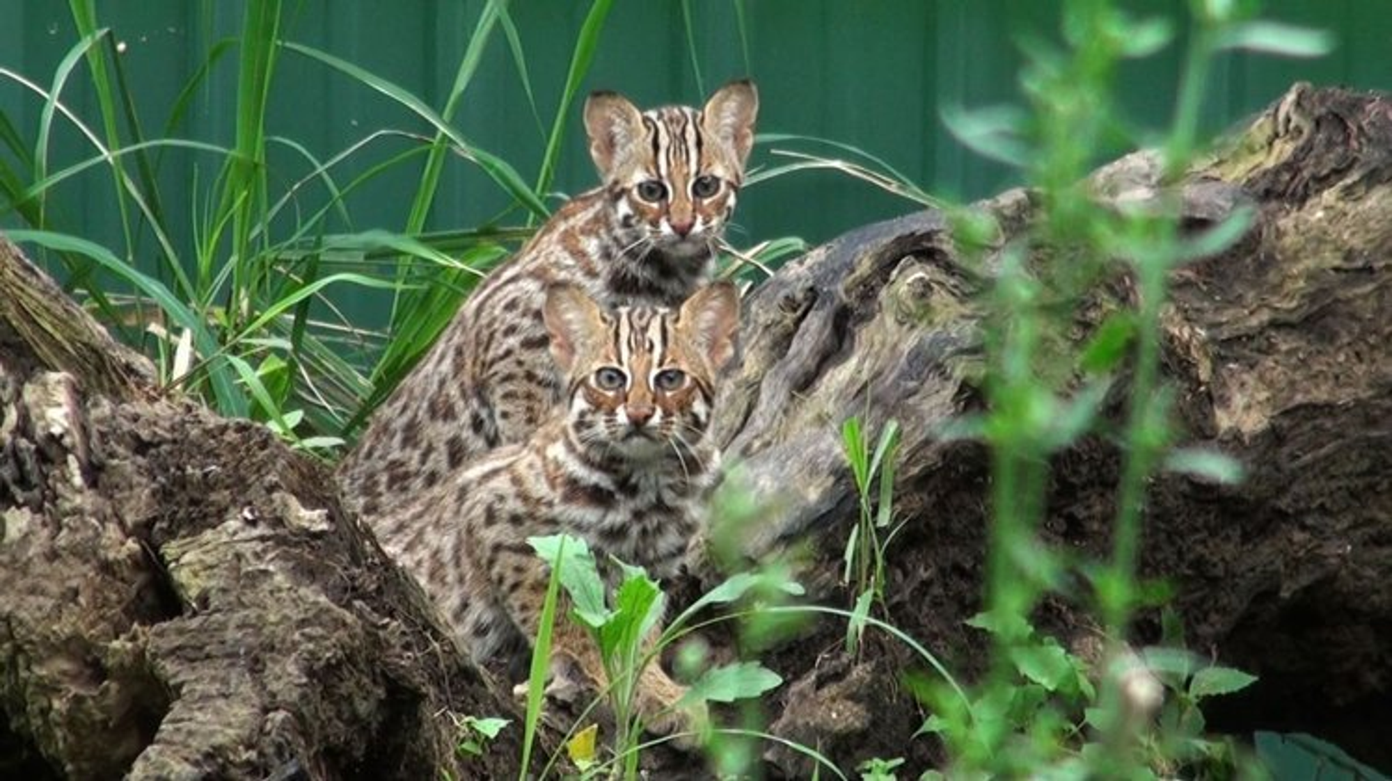 【Special Topic】Green Anniversary - Leopard Cat (in Chinese “shih hu”) Day in Taiwan